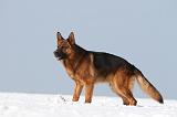 BERGER ALLEMAND 464
